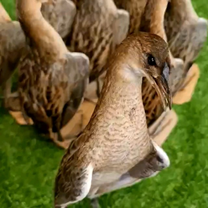 MỒI GÀ ĐỒNG GIẢ