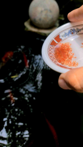 ไรแดงทะเลแช่แข็ง HOSHI 1-5 แพ็ค แถมฟรีถุงเจลน้ำแข็ง!! อาหารปลาสัตว์น้ำแรกเกิดทุกชนิด