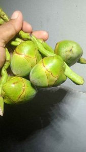 Tembeluk Beluluk Muda Segar Bugar ( 10 Pcs) Buah Kelapa Kecil Asli Dipetik Ketika pesanan Tiba