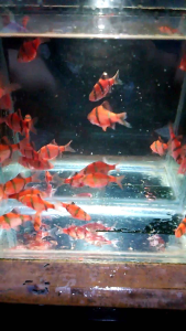 Hiasan Aquarium Sumatra isi 10 - Warna cerah - Siap kirim aman