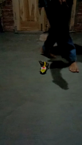 Mainan Anak Lele Tarik: Mainan Interaktif & Edukatif