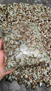 Kuwuk abu kerang biji congklak asli 1kg