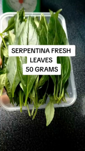 SERPENTINA FRESH / DRIED LEAVES ONLY ( SEEDS)