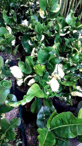 Tanaman Hias Puring Apel & Telur: Cara Merawat dengan Mudah