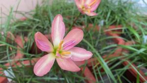 009.หัวดอกบัวดิน Jr.Opium หัวละ 25 บาท