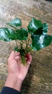 Anubias barteri var barteri: Tanaman Air Mudah Dirawat Untuk Aquascape