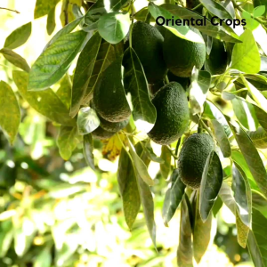 Dahon ng Avocado Outdoor Garden Plant