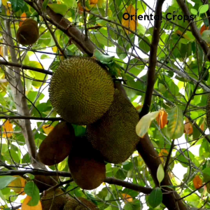Dahon ng Langka: Jackfruit Garden Tree & Outdoor Plant