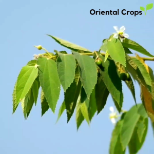 Dahon ng Aratiles Jamaican Cherry Outdoor Garden Plant