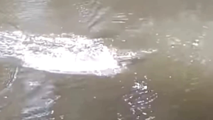 SLETER MINI UMPAN CASTING GABUS & JAWS JUMPFROG