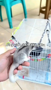 HAMMOCK SINGLE POUCH SUGARGLIDER | HAMMOCK SINGLE TEMPAT TIDUR AYUNAN HAMSTER