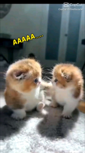 Kalung Kucing Prusik Lonceng Bunyi Nyaring | Tali Berwarna Cerah Ukuran Anak Kucing / Kitten dan Kucing Dewasa / Adult