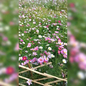 30 BIJI BENIH BUNGA COSMOS SENSATION DWARF MIXED