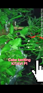 ( 10 gram ) benih cabe KITAVI F1 10 gram cabe keriting hibrida dari you seed CMK hibrida cabe merah keriting kitavi youseed tahan virus