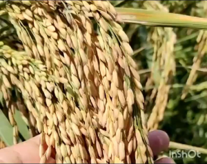 BENIH PADI ROJO LELE SUPER KWALITAS UNGGUL PER 1KG