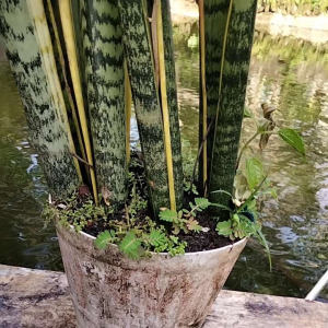 tanaman hias lidah mertua sunsiverra daun hijau serat kuning