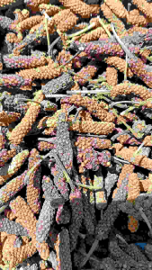 (500 gram) Cabai Jawa kering / Cabai Puyang Kering / Cabai Jamu