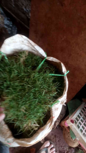 rumput Peking jepang untuk makam dll 10 lempeng rumput