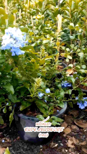 พยับหมอก กระถาง 11 นิ้ว ต้นสวยรากเต็มและแข็งแรง (กทม)