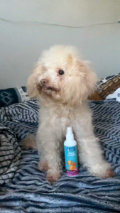 Waggle Lab Organics: Discover Pet Cologne 100ml - Vanilla & Star Anise Sakura Blossom