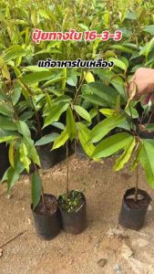 ปุ๋ยต้นทุเรียนเล็ก 1 ลิตร แตกยอดใหม่ เร่งใบเขียว🌳