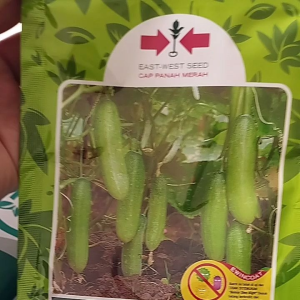 BENIH TIMUN BANDANA F1 CAP PANAH MERAH 800 BUTIR