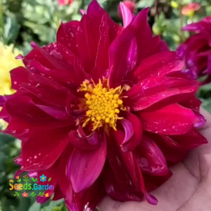 15 BUTIR BIJI/BENIH TANAMAN BUNGA DAHLIA PINNATA MIX WARNA