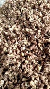 1kg KENCUR CAMPUR MUDA KENCUR CIAMIS ASLI WANGI