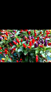 BIBIT TANAMAN CABAI PELANGI 🌱 Cabe pelangi cabe hias bisa dimakan tingkat kepedasan hampir sama dengan cabai rawit dalam 1 pohon bisa ada 3 warna sesuai dengan tingkat kematangan cabe.Silakqn diorder ya kak