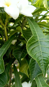 ลีลาวดีลูกศร กระถาง 11 นิ้ว ต้นสวยและแข็ง แรง (กทม)