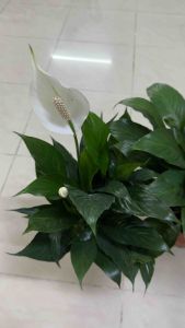 NMS /【Ready Stock】Peace Lily / Spathiphyllum 白掌 蜡烛花 Indoor Live Plant / Air Purifying / Pokok Hiasan