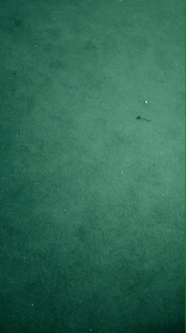 Wadah Kentang Curly & Kemasan Churros Dus Multifungsi