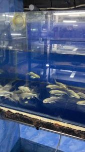Platinum Butterfly Koi