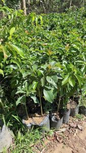 Asli! Bibit Alpukat Tanpa Biji - Tanaman Buah Hidup - Original & Bergaransi