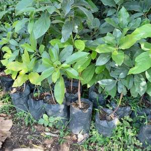 Promo 2 Alpukat Aligator Jumbo 70 cm Super Murah