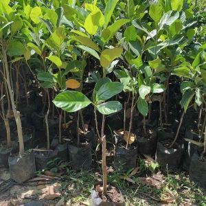 Bibit Nangka Merah 1 Meter Okulasi Genjah