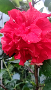 木槿植物花苗(火红色)阳台庭院种植Hibiscus plant seedlings (fiery red) balcony garden planting/Anak benih pokok bunga raya (merah berapi) penanaman taman balkoni