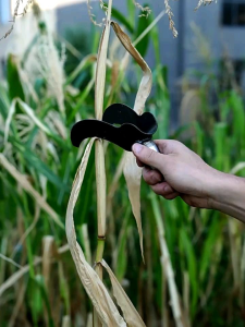 (สินค้ามีพร้อมส่ง) มีดสางอ้อย มีด อุปกรณ์ทำอ้อย อุปกรณ์การเกษตร มีดการเกษตร สางอ้อยสแตนเลส ใบมีด