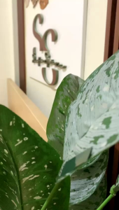 [ETALASE 2] Sprei Hotel Mikrotencel Tinggi 30 cm Antigeser 120 GSM