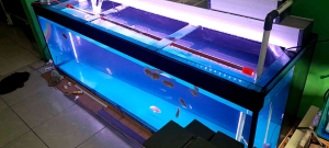 Nota Aquarium Tebal Kaca 12mm Spesial Kabupaten Banyumas