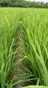 BENIH PADI UNGGUL PANDAN WANGI 100%ORIGINAL KEMASAN 5KG