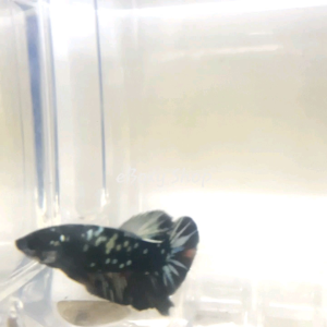 Samurai Halfmoon Plakat Betta
