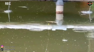 umpan pelet juara premium untuk mancing ikan mas nila babon
