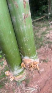 ไม้ไผ่จักสานป้องยาว80-100ซม 2ป้อง