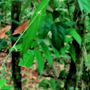 Cakar Elang Kait Kait dan Shuang Gou Teng Uncaria: Teh Herbal yang Dapat Meningkatkan Kesehatan Anda