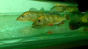 Peacock Mono Bass live fish 7-9nci Ikan hidup