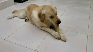 😘SG LOCAL STOCK😘 Dog Chew Toy / Bite Toy / Fetch Toy