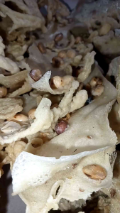 Peyek Rempeyek kacang tanah gurih dan renyah ukuran 5L