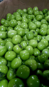 tomat hijau segar fresh 1 kg
