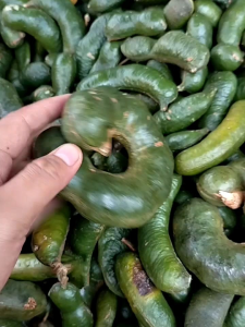 1kg KABAU TUA KULIT FRESH